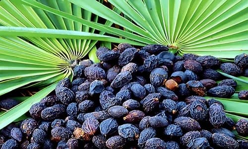 Saw Palmetto Hiệu quả