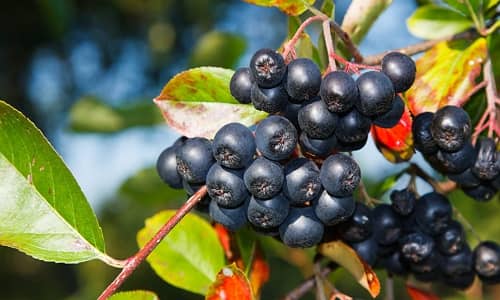 Aronia Hiệu quả