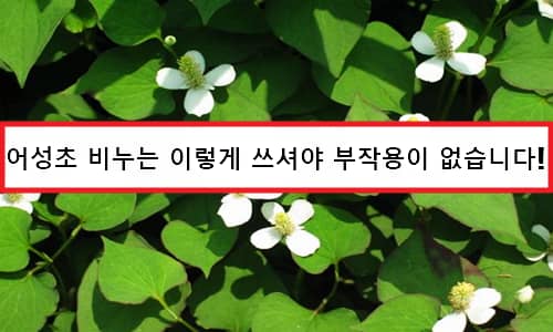 Houttuynia cordata Hiệu quả