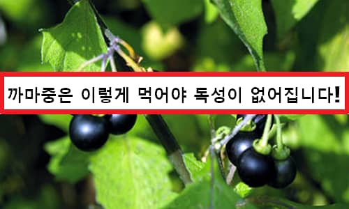 Solanum nigrum Hiệu quả